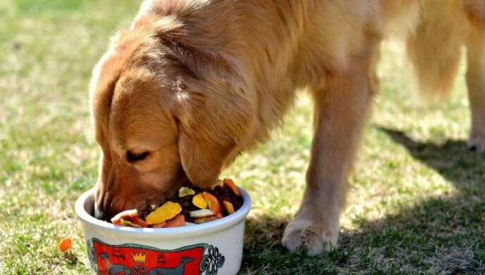 青島卡爾寵物食品深度解析 品質如何，是否值得您的選擇？